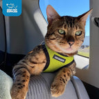 Best Pet Supplies Voyager Step-in Air Harness - All Weather Mesh, Reflective, No Pull Harness for Dogs, Cats - Secure with Hook & Loop Fastener, Buckle, Double D-Rings - Lime Green/Black Trim, XXS