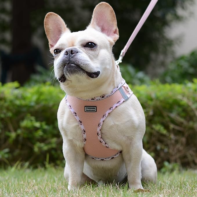 Mercano Soft Mesh Dog Harness and Leash Set, No-Chock Step-in Reflective Breathable Lightweight Easy Walk Vest Harnesses with Safety Buckle for Small Dogs, Cats (Champagne, XL)