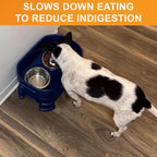 Neater Pet Brands Stainless Steel Slow Feed Dog Bowl for Fast Eating Small Breeds, Metal Slow Feeder Dog Bowl Fits in Cat & Small Neater Feeders, for Puppy or Dogs (< 15 lbs), 3/4 Cup Food Capacity