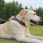 Joytale Martingale Collar for Dogs, Reflective Heavy Duty for Safety, Quick Release Buckle, Adjustable Nylon Collars for Medium Dogs Walking Training, Gray,M