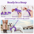 rabbitgoo Dog Harness Small Sized and Leash Set, Step in Soft Light Puppy Vest, Breathable Mesh Pet Harness, Reflective for Outdoor Safe Walking, Purple XXL