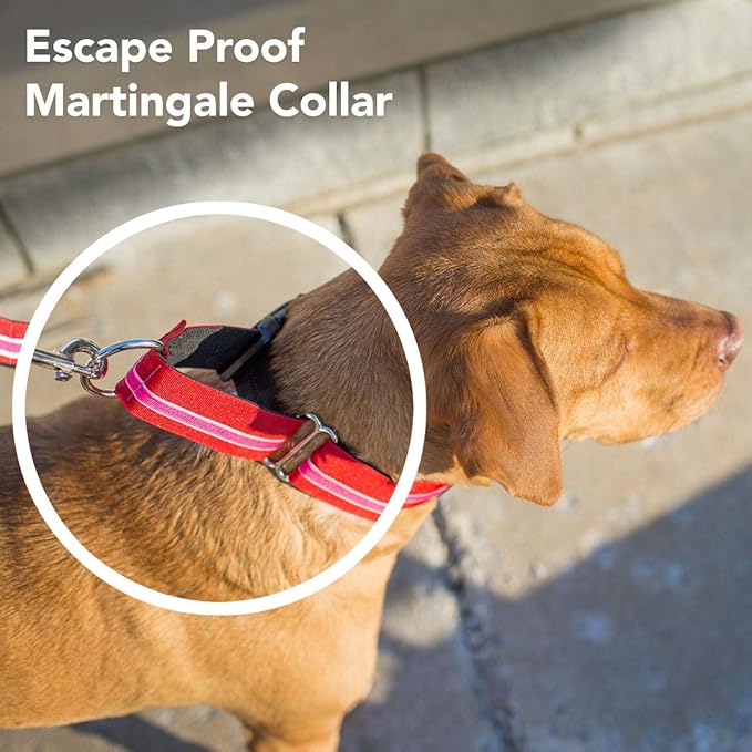 If It Barks - 1.5" Martingale Collar for Dogs - Quick Snap Release Buckle - Adjustable - Nylon - Strong and Comfy - Ideal for Training - Made in USA - Medium, Shortcake