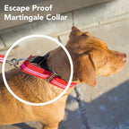 If It Barks - 1.5" Martingale Collar for Dogs - Adjustable - Nylon - Strong and Comfy - Ideal for Training - Made in USA - Small, Black Ice
