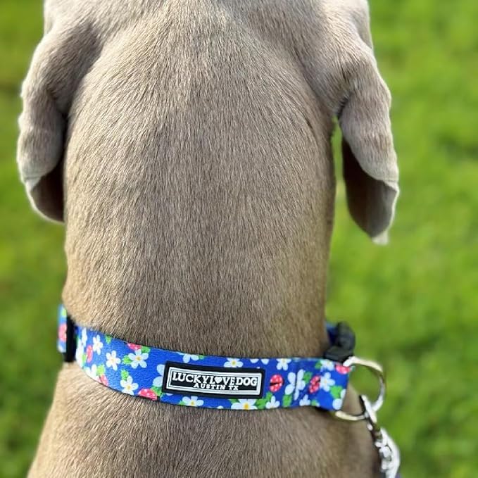 Lucky Love Dog - Adjustable Dog Collar with Easy Click Buckle for Small Dogs, Durable, & Comfortable for Male & Female Dogs, Pet Collar for Puppies & Adult Dogs - Lilian, Small