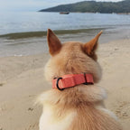 Premium Nylon Adjustable Anti-Escape Martingale Dog Collars,Durable,Comfort and Silky Dog Collar with Hardware D-Ring for Large Dogs Walking,Training,etc...(Living Coral, Large)
