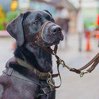 Halti Headcollar - Stop Your Dog Pulling on The Leash. Adjustable, Reflective and Lightweight, with Padded Nose Band. Dog Training Anti-Pull Collar for Medium Dogs (Size 3, Deep Walnut)