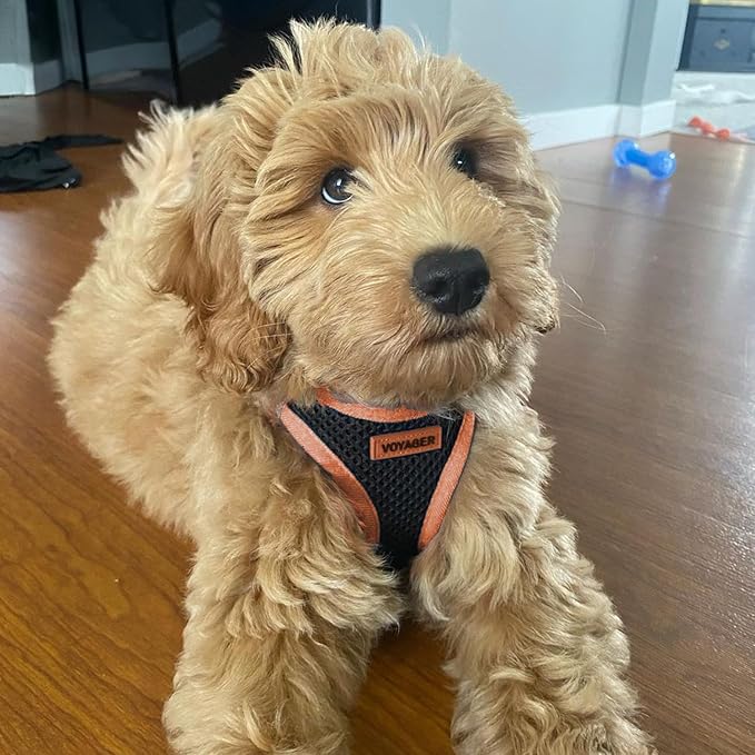 Best Pet Supplies - All Weather Mesh/Plush, Reflective, No Pull Harness for Small, Medium Dogs, Cats - Secure with Hook & Loop Fastener, Buckle, Double D-Rings - Black/Orange Trim, XS