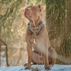Reflective No-Pull Martingale Dog Collar with Chain, Adjustable Training Collar with Cute Cartoon Dog Pattern for Medium, Large, XL Dogs (Medium)