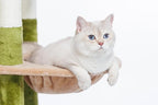 HYABi 62.7 Inch Tall Flower Cat Tree Tower Condo Climbing for Indoor Cats Multi Level with Sisal Scratching Post Hammocks Pet House Play Home Furniture Platform