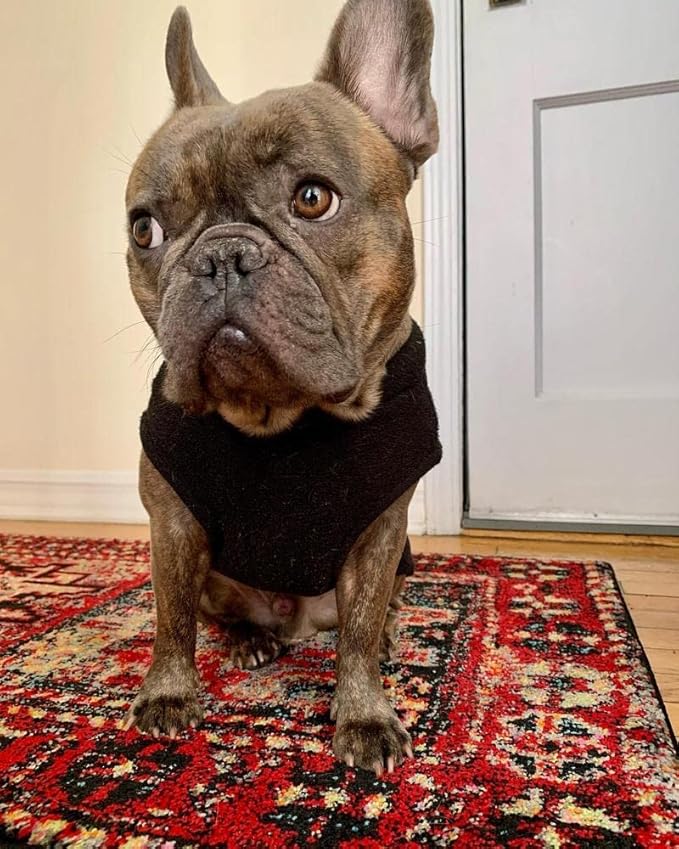 Gooby - Stretch Fleece Vest, Pullover Fleece Vest Jacket Sweater for Dogs, Black, Medium