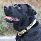 Hyhug Martingale Dog Collar Medium Green |Escape - Proof Heavy Duty Nylon Durable No Slip, Ideal for Training & Daily Walks