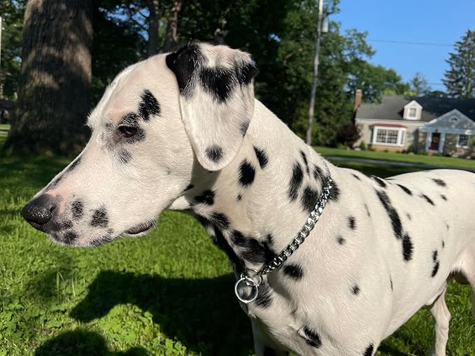 Flat Silver Metal Dog Collar,Dog Chain Collars for Medium Dogs,Adjustable Training Metal Slip P Link Collar for Xs Small Medium Large Big Dog M