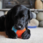 Chuckit! Indoor Fetch Shaker for Dogs - Interactive Dog Toys for Boredom, 7.75 Inch, Orange and Blue