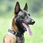 Hyhug Martingale Collar for Dogs Extra Large Black |Escape - Proof Heavy Duty Nylon Durable No Pull, Ideal for Training & Daily Walks