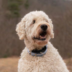 If It Barks - 1.5" Martingale Collar for Dogs - Quick Snap Release Buckle - Adjustable - Nylon - Strong and Comfy - Ideal for Training - Made in USA - Medium, Blueberry