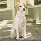 Martingale Dog Collar - Stainless Steel Chain, No Pull Training Collar with Flower Design for Large Medium Small Dogs (S, Grass)