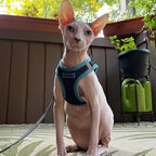 Best Pet Supplies - All Weather Mesh/Plush, Reflective, No Pull Harness for Small, Medium Dogs, Cats - Secure with Hook & Loop Fastener, Buckle, Double D-Rings - Black/Blue Trim, XS