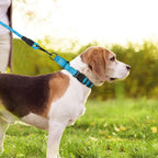 Martingale Collar for Dogs with Quick Release Buckle, Reflective Soft Padded & Escape Proof, Adjustable Nylon Dog Collars for Training & Daily Walking (Aqua Blue,XS)