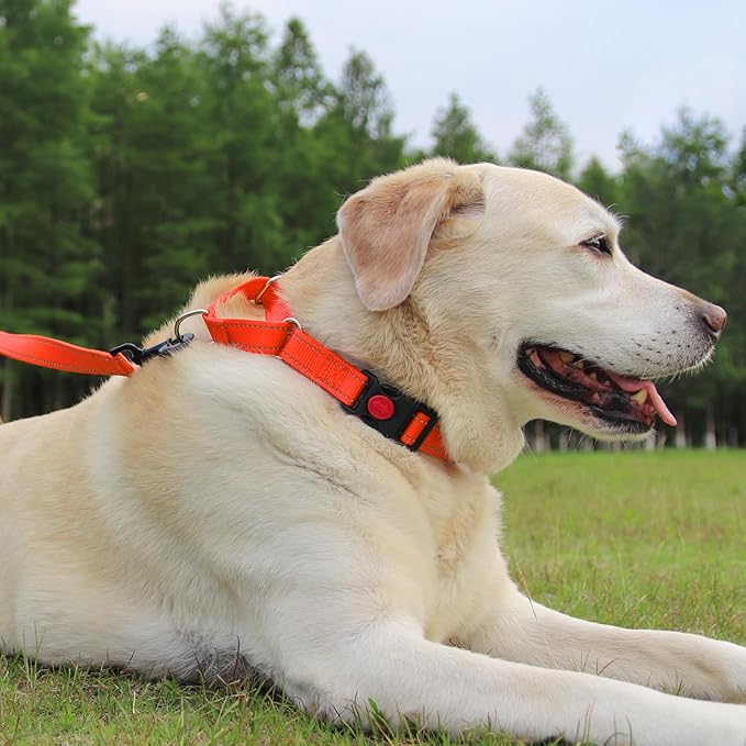 Joytale Martingale Collar for Dogs, Reflective Heavy Duty for Safety, Quick Release Buckle, Adjustable Nylon Collars for Large Dogs Walking Training, Orange,L
