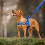 Annchwool No Pull Dog Harness with Padded Handle+5 Ft Leash,Reflective Strip Escape Proof and Quick Fit to Adjust Dog Harness,Easy for Training Walking for Small & Medium and Large Dogs(Blue-Set,XL)