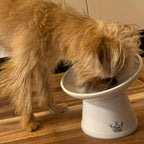 Necoichi Raised Dog Food Bowl, Elevated, for Dogs and Cats, Pets Feeding Feeder Non-Slip for Small Dogs Dishwasher and Microwave Safe, No.1 Seller in Japan! (Dog, Extra Wide Tilted)