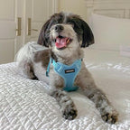 Best Pet Supplies Voyager Adjustable Step-in Flex Breathable Mesh Dog Harness for Small Medium Large Dogs Leash Set (Baby Blue), S