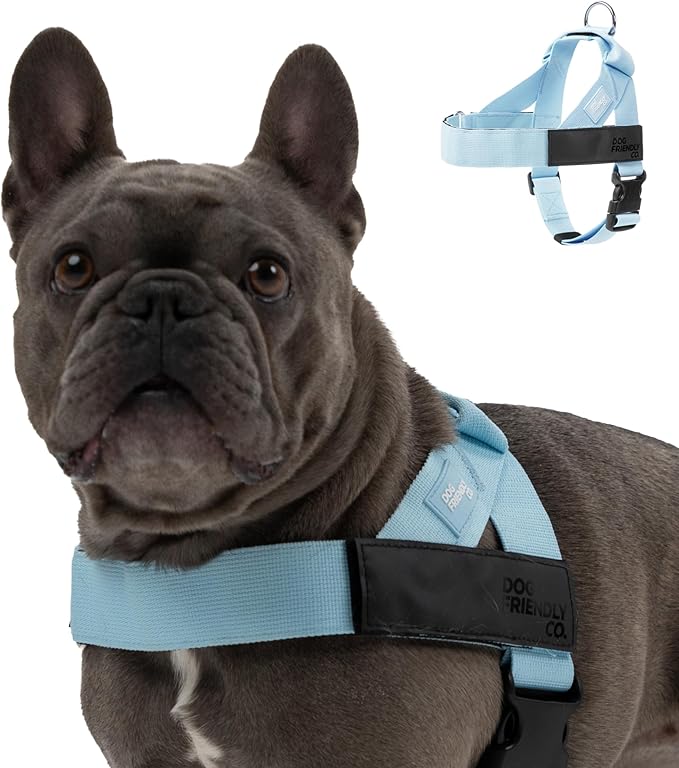 DF Co. Dog Harness | Chafe Resistant Webbing, Adjustable Neck & Chest, and Heavy Duty D-Ring | Sturdy, Comfortable, Easy to Use | Sky Blue, Size M