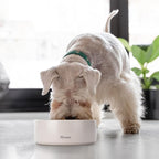 Ceramic Dog Bowl, 5.5-Inch Small, Spill Resistant, Heavy Duty Modern Pet Feeding for Small and Medium Dogs (16 oz) Gray