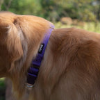 Hyhug Martingale Collar for Dogs Small Purple |Escape - Proof Heavy Duty Nylon Durable No Buckle, Ideal for Training & Daily Walks