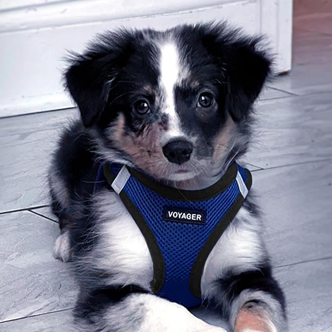 Best Pet Supplies Voyager Step-in Air All Weather Mesh Harness and Reflective Dog 5 ft Leash Combo with Neoprene Handle, for Small, Medium and Large Breed Puppies - Royal Blue/Black Trim, X-Large