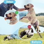 No Pull Dog Adjustable Collar with Buckle for Small Medium Large Dogs