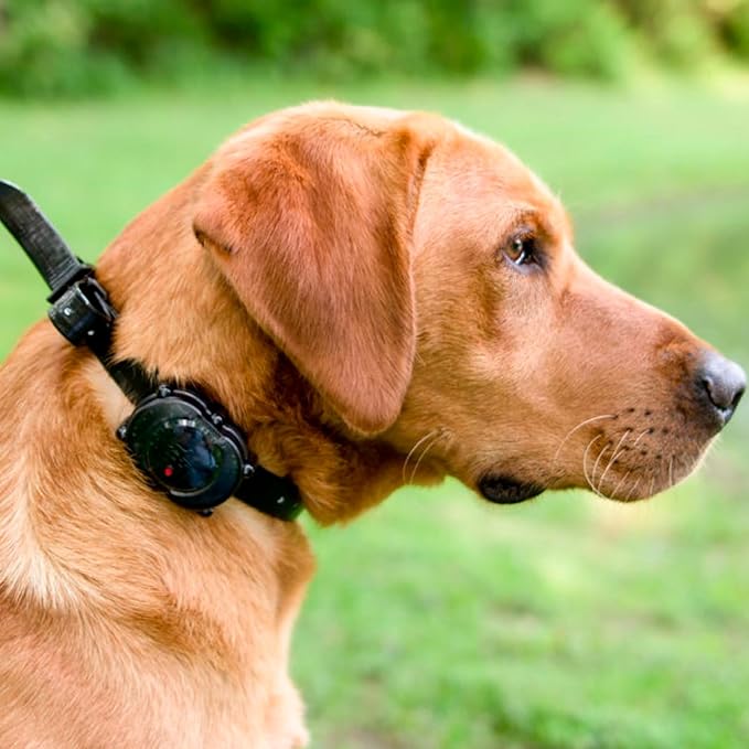 DT SYSTEMS Micro iDT Additional Collar for DT Systems Micro iDT Plus Dog Training System, 6-22" Adjustable Replacement Add-On E-Collar - Black