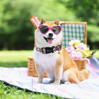 ARING PET Girl Dog Collar, Cute Spring Summer Floral Puppy Pet Collars for Small Medium Large Dogs-L
