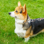 TSPRO Stainless Steel Heavy Duty Metal Dog Collar, Adjustable and Durable Pet Collar for Small Dogs, Ideal for Walking and Training (Gold, 3MM*13-15 inches)
