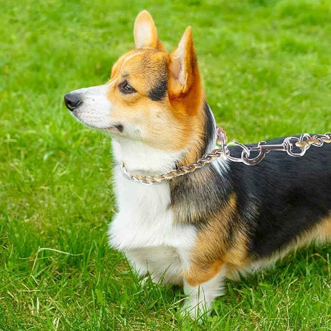 TSPRO Stainless Steel Heavy Duty Metal Dog Collar, Adjustable and Durable Pet Collar for Small Dogs, Ideal for Walking and Training (Gold, 3MM*13-15 inches)