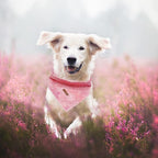 Elegant Little Tail Pink Dog Bandana, Soft Adjustable Square Kerchief for Small Large Dogs