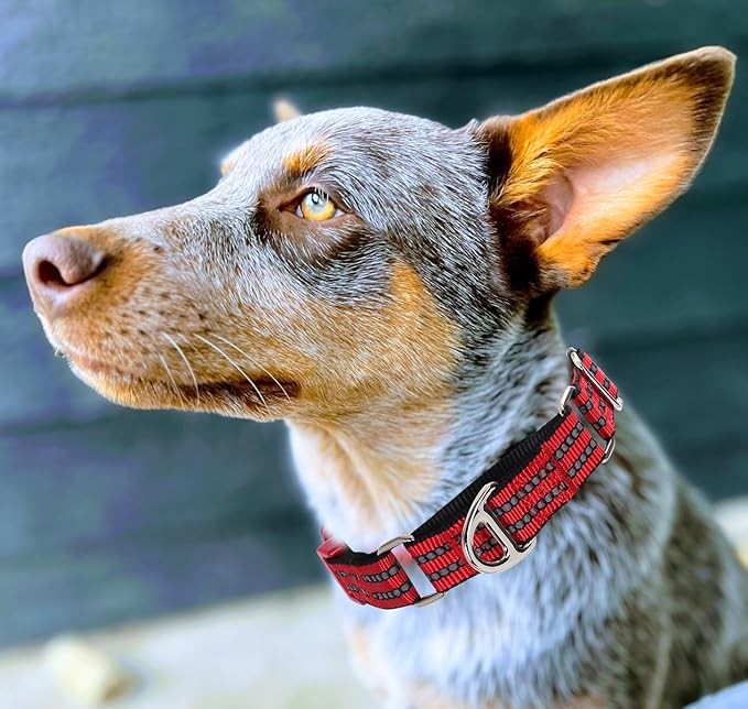 Martingale Collar for Dogs - Reflective Nylon with Padded Comfort & Quick Release Buckle - No Slip Choke Heavy Duty Collar for Safe Training, Walking & Nighttime Use Red M