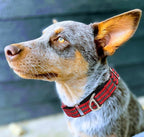 Martingale Collar for Dogs - Reflective Nylon with Padded Comfort & Quick Release Buckle - No Slip Choke Heavy Duty Collar for Safe Training, Walking & Nighttime Use Red M