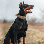 Tactical Dog Collar with Handle - Military Adjustable Dog Training Collar Soft Nylon and Heavy Duty Metal Buckle for Medium Large Dogs - with Patch (Brown, Medium)