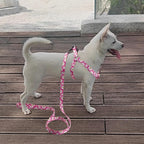 QQPETS Dog Harness Leash Set Adjustable Heavy Duty No Pull Halter Harnesses for Small Medium Large Breed Dogs Back Clip Anti-Twist Perfect for Walking (L(23"-32" Chest Girth), Daisy)