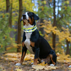 Wide Martingale Collar for Large Dogs - 1.5 Inch Shark Pattern No Pull Escape Proof Dog Collar, Adjustable Comfort Training Collar(Shark X-Large)