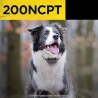 Dogtra 200NCPT Electronic Dog Training Collar with Remote for Small Dogs to Large Dogs - 2640 ft Range, Vibration, Tone, 100 Stimulation Levels, Safety Lock, Waterproof, Rechargeable, PetsTEK Edition