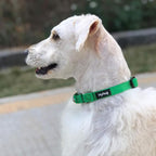 Hyhug Martingale Collar for Dogs Small Green |Escape - Proof Heavy Duty Nylon Durable No Buckle, Ideal for Training & Daily Walks