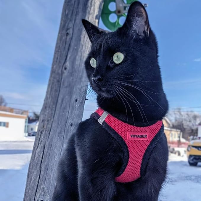 Best Pet Supplies Voyager Step-in Air Harness - All Weather Mesh, Reflective, No Pull Harness for Dogs, Cats - Secure with Hook & Loop Fastener, Buckle, Double D-Rings - Red/Black Trim, XXXS