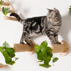 Meowoou 2PCS Cat Wall Shelves, 11.8 Inch Steps, Cats Wall Furniture Stairs for Wall-Mounted with Jute Scratching Cats Shelf for Most Kitten, Large Cat