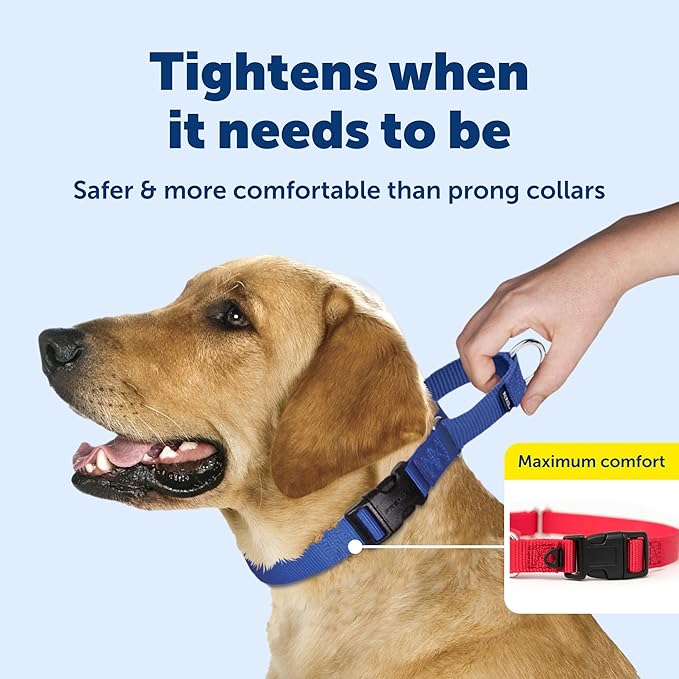 PetSafe Adjustable Martingale Collar - Improves Leash Manners - Escape Prevention - Gentle Behavior Training - Durable Nylon - Alternative to Choke Collar - Medium 1" - Deep Purple