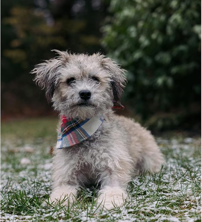 Bubblepup Christmas Dog Bandanas, Plaid Reversible Triangle Bibs Scarf Accessories for Dogs Pets