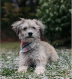 Bubblepup Christmas Dog Bandanas, Plaid Reversible Triangle Bibs Scarf Accessories for Dogs Pets