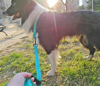 Reflective Slip Dog Collar, Loop Dog Collar for 44-75 lbs Dogs Nylon Collars with Soft Padded for Pet Training– Turquoise, 1" W x 22" L (Fits Neck 15.7"-19.7")