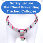 Pawtitas Multicolor Step-in Dog Harness – Adjustable No-Pull Vest for Puppies to Seniors, Safe & Comfortable S Teal/Pink/Purple